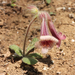 Rehmannia glutinosa - Photo (c) Chuangzao, μερικά δικαιώματα διατηρούνται (CC BY-NC), uploaded by Chuangzao