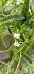 Stevia rebaudiana
