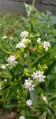 Stevia rebaudiana