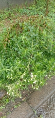 Stevia rebaudiana
