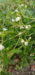 Stevia rebaudiana