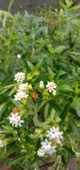 Stevia rebaudiana