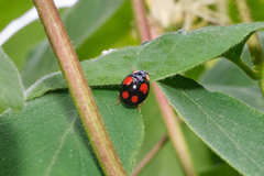 Harmonia axyridis