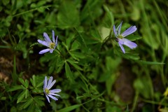 Anemonoides caucasica