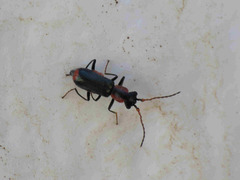 Cyrtosus cyanipennis