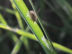 Subcoccinella vigintiquatuorpunctata