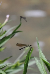 Heliocypha perforata