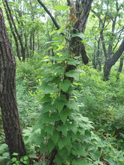 Dioscorea nipponica