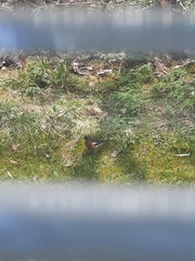 Fringilla coelebs