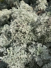 Artemisia afra