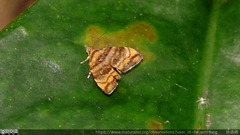 Choreutis amethystodes