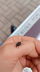 Sphenophorus striatopunctatus