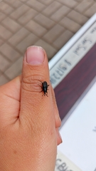 Sphenophorus striatopunctatus