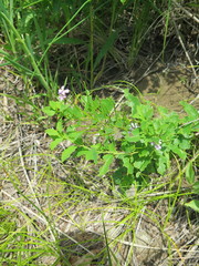 Dontostemon dentatus