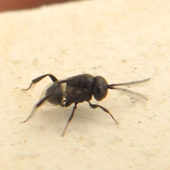 Brachygaster minuta