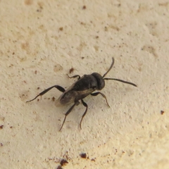 Brachygaster minuta