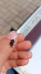 Sphenophorus striatopunctatus