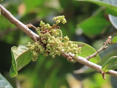 Colomerus antidesmae