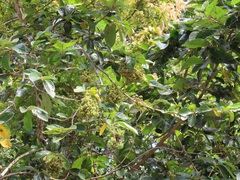 Colomerus antidesmae