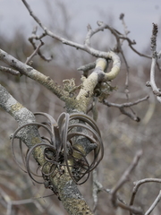 Tillandsia exserta