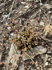 Sedum album