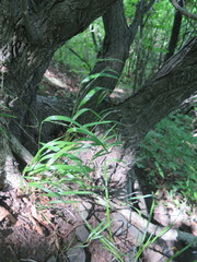 Elymus pendulinus