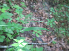 Elymus pendulinus