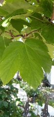 Acer pseudoplatanus