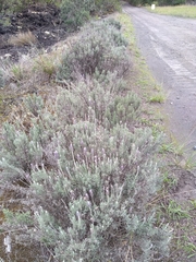 Lavandula dentata