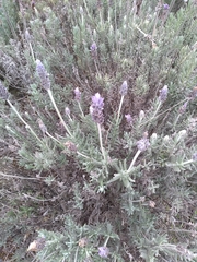 Lavandula dentata