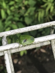 Glaucias subpunctatus