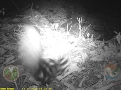 Spilogale angustifrons