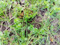 Veronica arvensis