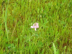 Lupinus hispanicus