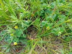 Medicago lupulina