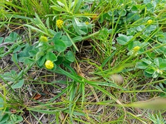 Medicago lupulina