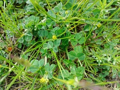 Medicago lupulina