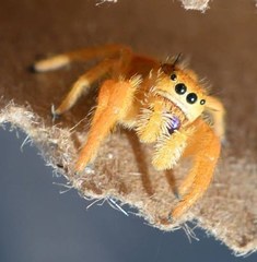 Phidippus nikites