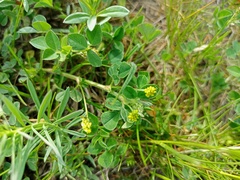 Medicago lupulina