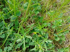 Medicago lupulina