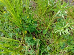 Medicago lupulina