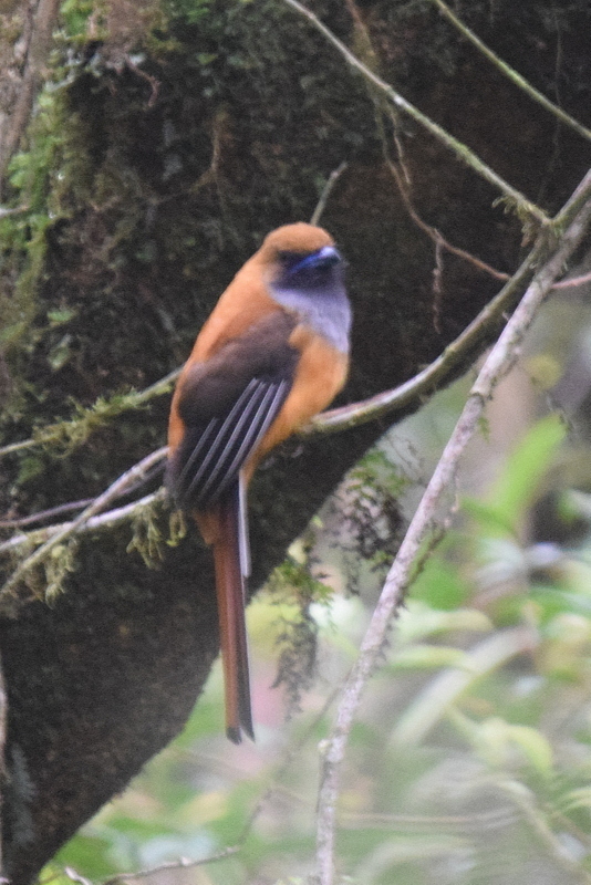 Whitehead's Trogon