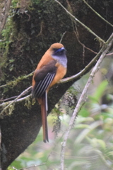 Harpactes whiteheadi