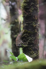 Sundasciurus jentinki