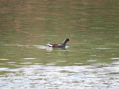 Gallinula chloropus