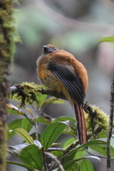 Harpactes whiteheadi