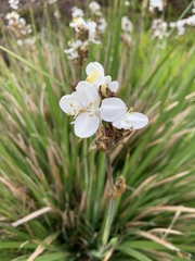 Libertia chilensis