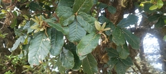 Quercus semecarpifolia