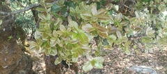 Quercus semecarpifolia