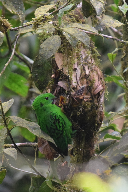 Whitehead's Broadbill